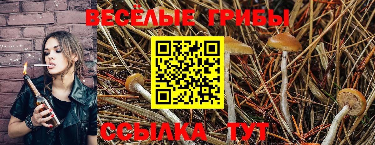Галлюциногенные грибы Psilocybine cubensis Зеленокумск